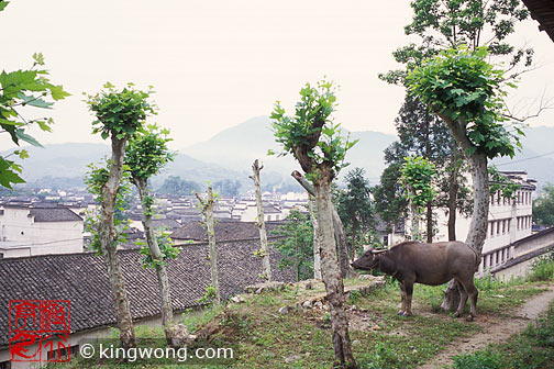  Hongcun Village