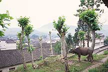 Picture of  Hongcun Village