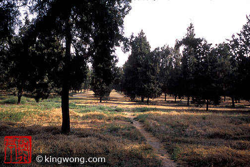 ̳԰ --  Tiantan (Temple of Heaven) Park -- Tree