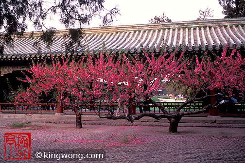 ̳԰ --  Tiantan (Temple of Heaven) Park -- Tree