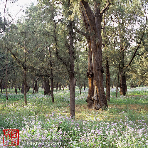 ̳԰ --  Tiantan (Temple of Heaven) Park