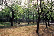 Picture of 天坛公园 -- 树 Tiantan (Temple of Heaven) Park -- Tree