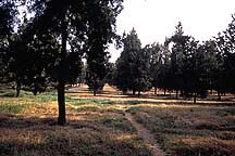 Picture of ̳԰ --  Tiantan (Temple of Heaven) Park -- Tree