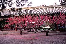 Tiantan (Temple of Heaven) Park -- Tree,Tiantan