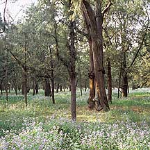 Picture of ̳԰ --  Tiantan (Temple of Heaven) Park