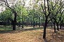 ̳԰ --  Tiantan (Temple of Heaven) Park -- Tree