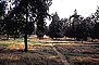 ̳԰ --  Tiantan (Temple of Heaven) Park -- Tree