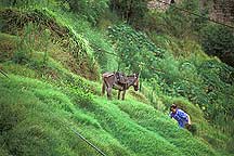 Yangzi River Area,Three Gorges