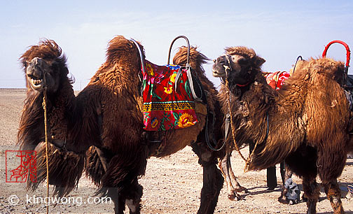 嘉峪关 - 骆驼 Jiayuguan (Jiayu Pass) - Camels