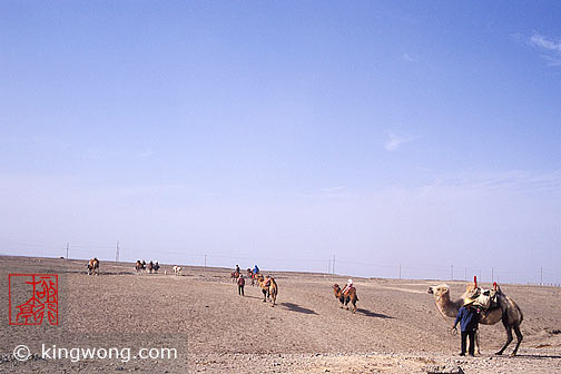  - , Jiayuguan (Jiayu Pass) - Camels and Horses