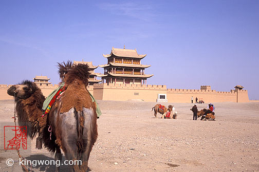  - , Jiayuguan (Jiayu Pass) - Camels and Horses