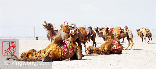  -  Jiayuguan (Jiayu Pass) - Camels