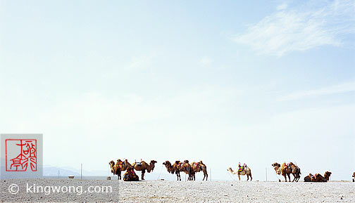  -  Jiayuguan (Jiayu Pass) - Camels