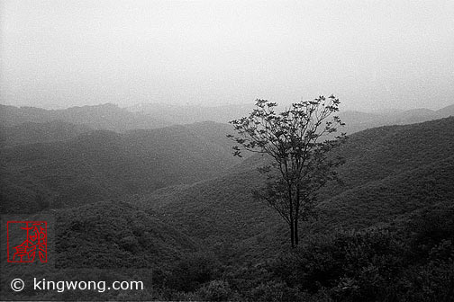 ɽ- Panlongshan - Tree