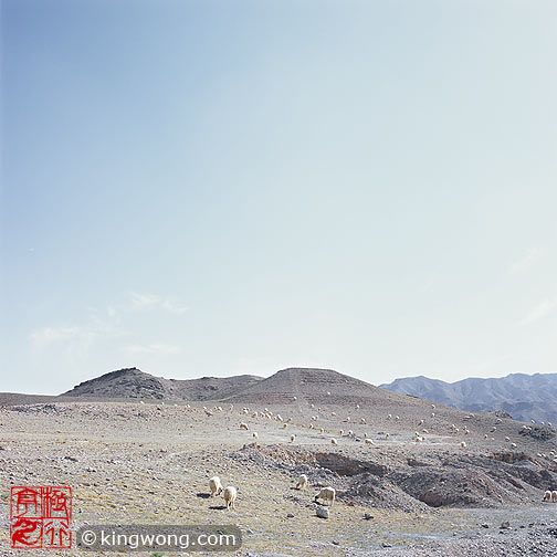 ؿڳ Sanguankou Great Wall - sheeps