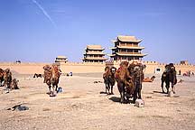 Picture of  - , Jiayuguan (Jiayu Pass) - Camels and Horses