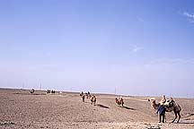 Jiayuguan (Jiayu Pass) - Camels and Horses,Jiayuguan