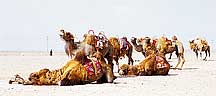 Picture of  -  Jiayuguan (Jiayu Pass) - Camels