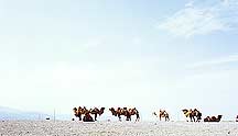 Jiayuguan (Jiayu Pass) - Camels,Jiayuguan