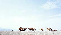 Picture of  -  Jiayuguan (Jiayu Pass) - Camels