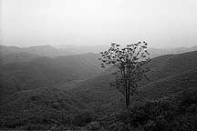 Panlongshan - Tree,Panlongshan