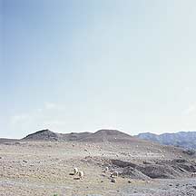 Sanguankou Great Wall - sheeps,Sanguankou