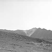 Sanguankou Great Wall - sheeps,Sanguankou