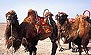  -  Jiayuguan (Jiayu Pass) - Camels