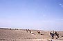  - , Jiayuguan (Jiayu Pass) - Camels and Horses