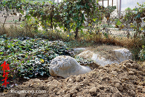 Ͼʯ-- Nanjing Six Dynasties Stone Beasts - Tortoise