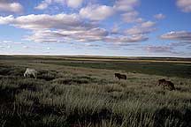 Picture of ϣʲԭ Xilamuren Grassland