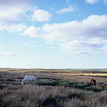 Xilamuren Grassland,Xilamuren