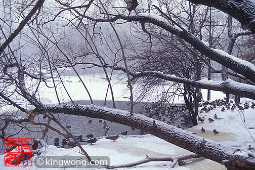 ŦԼ빫԰ New York City Central Park