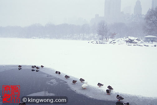 ŦԼ빫԰ New York City Central Park