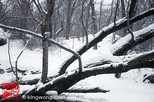 ŦԼ빫԰ New York City Central Park