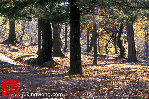 ŦԼ빫԰ New York City Central Park