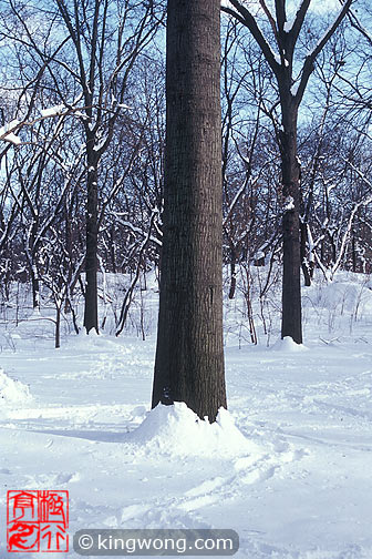 纽约市中央公园 New York City Central Park