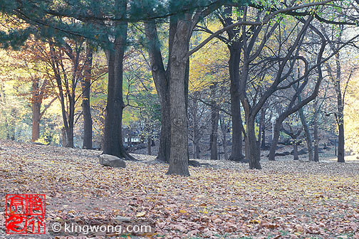 ŦԼ빫԰ New York City Central Park