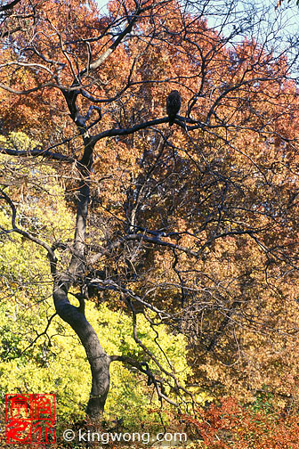 ŦԼ빫԰ New York City Central Park