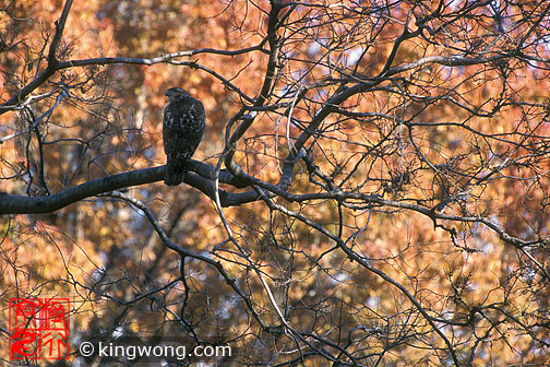 ŦԼ빫԰ New York City Central Park