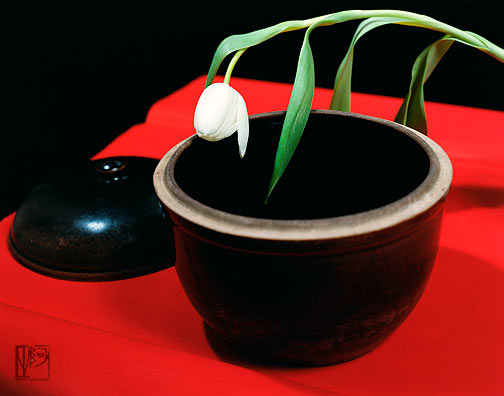 郁金香 Tulip