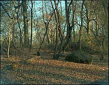 Picture of ŦԼ빫԰ New York City Central Park