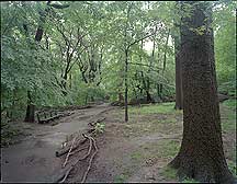 New York City Central Park,CentralPark