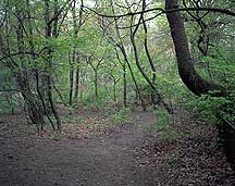 Picture of ŦԼ빫԰ New York City Central Park