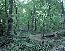 Picture of ŦԼ빫԰ New York City Central Park