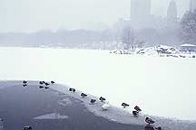 Picture of ŦԼ빫԰ New York City Central Park