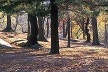 New York City Central Park,CentralPark