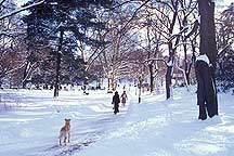 Picture of ŦԼ빫԰ New York City Central Park