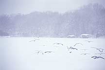 Picture of ŦԼ빫԰ New York City Central Park