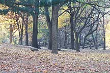 Picture of ŦԼ빫԰ New York City Central Park